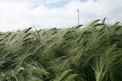 Close-up of wheat field against sky