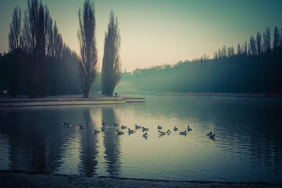 Birds swimming in lake