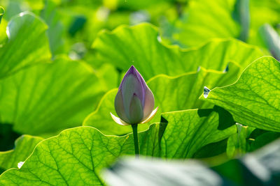 Close-up of purple lotus water lily on plant