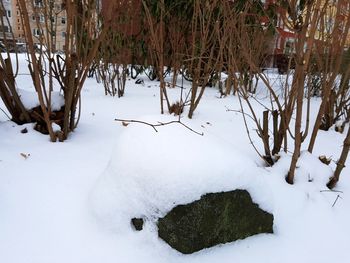 Snow covered trees in winter