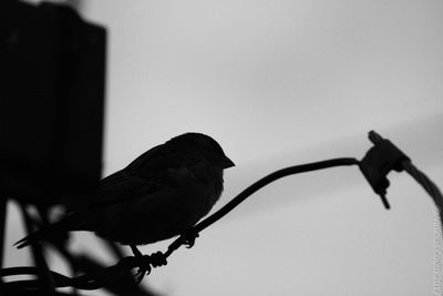 Silhouette bird perching on a tree