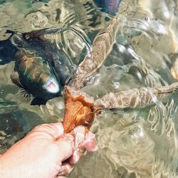 High angle view of fish swimming in sea