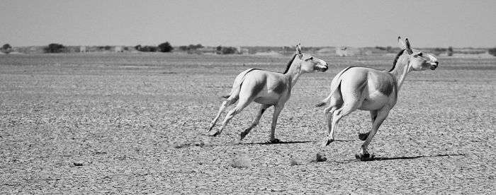 Horse on field against sky