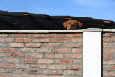 Portrait of a dog on brick wall