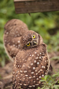 Funny burrowing owl athene cunicularia tilts its head outside its burrow on marco island, florida