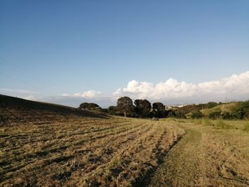 Scenic view of agricultural field against sky