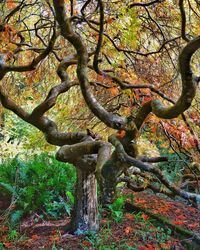 Close-up of tree trunk