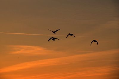 Silhouette birds flying against sky during sunset