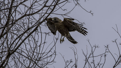 Low angle view of eagle perching on branch against sky