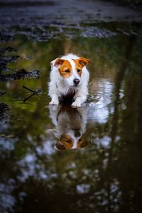 Puppy in a puddle