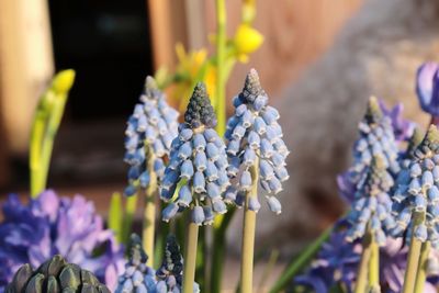 Close-up of purple flowering plant