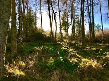 Trees in forest
