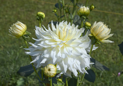 Close-up of white flowering plant