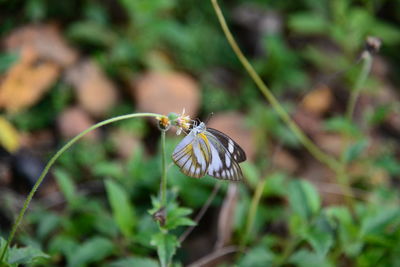 Close-up of butterfly on plant