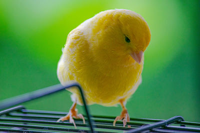 Close-up of a bird