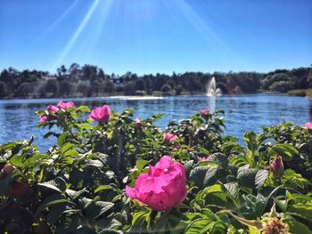 Flowers blooming in lake