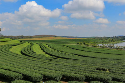 Scenic view of agricultural field against sky