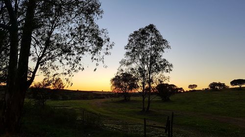 Trees on field against sky during sunset