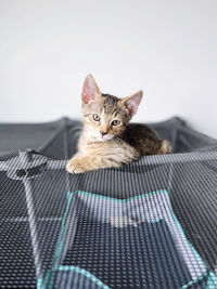 Close-up of cat against white background