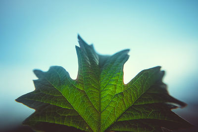 Close-up of plant leaves