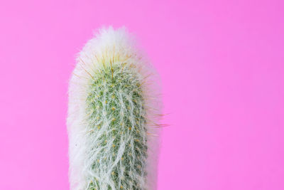 Close-up of cactus plant against pink background