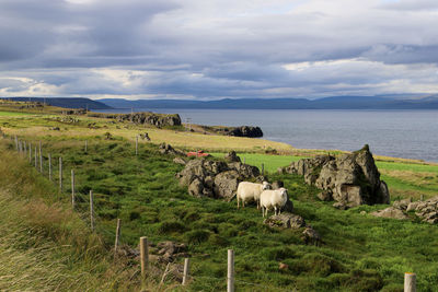 View of sheep on grassy field against sky