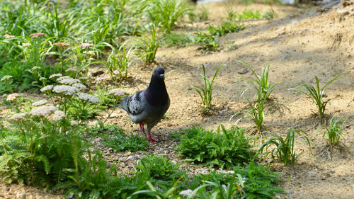 Bird perching on a field