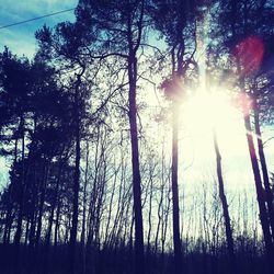 Sun shining through trees