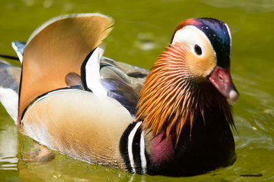 Close-up of duck swimming in lake