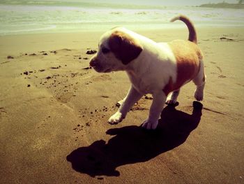 Dog on beach against sky