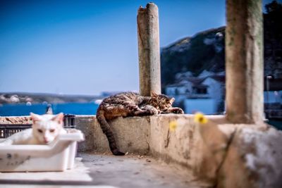 Lion in water against sky