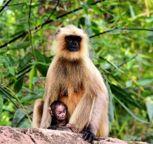 Monkey sitting on stone