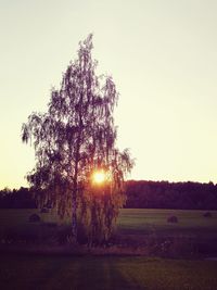 Tree on field against clear sky during sunset