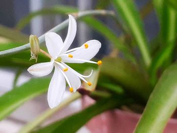 Close-up of white flowering plant