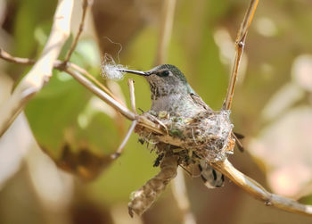 Close-up of bird