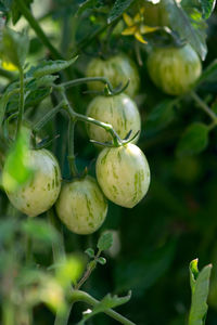 Green, striped cherry tomatoes grow and ripen on the vine.