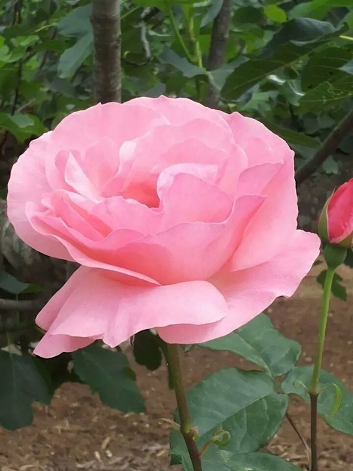 flower, petal, flower head, fragility, freshness, growth, beauty in nature, single flower, pink color, leaf, rose - flower, close-up, plant, nature, blooming, focus on foreground, in bloom, day, pink, blossom