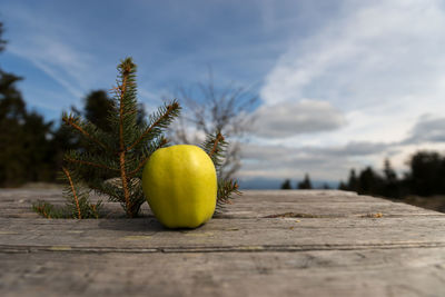 Close-up of fruit on tree against sky