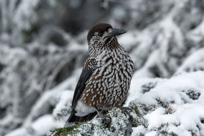 Close-up of a bird perching on snow