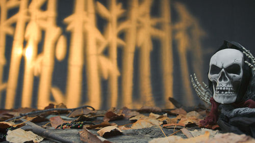 Close-up of human skeleton