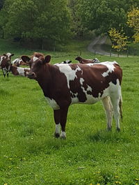 Cows grazing on field