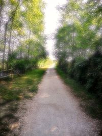 Road amidst trees in forest