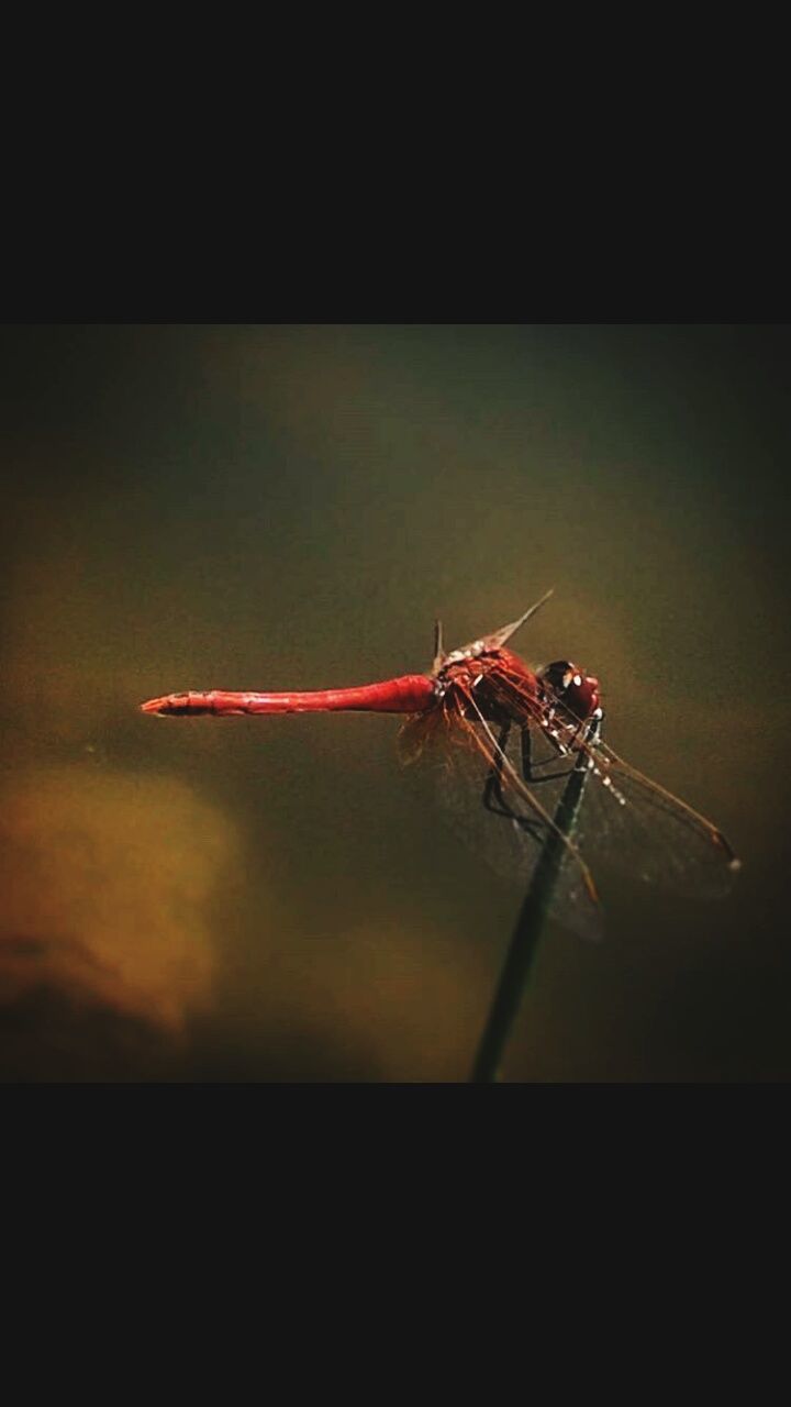 no people, insect, animal themes, close-up, outdoors, animals in the wild, night, nature