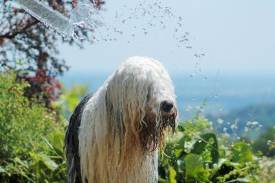 Water spraying on old english sheepdog