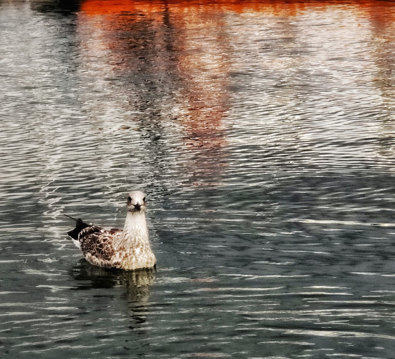BIRD SWIMMING IN LAKE