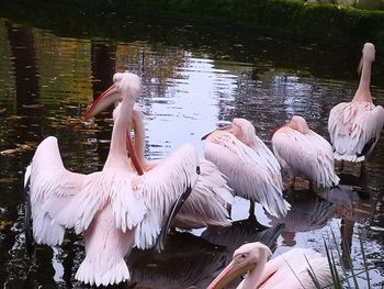 View of swans in lake