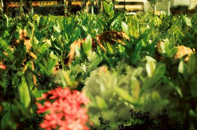 Close-up of flowers blooming on field