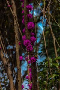 Close-up of purple flowers on tree