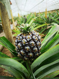 Close-up of fruit growing on plant