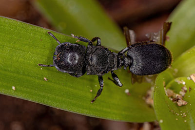 Close-up of insect on leaf